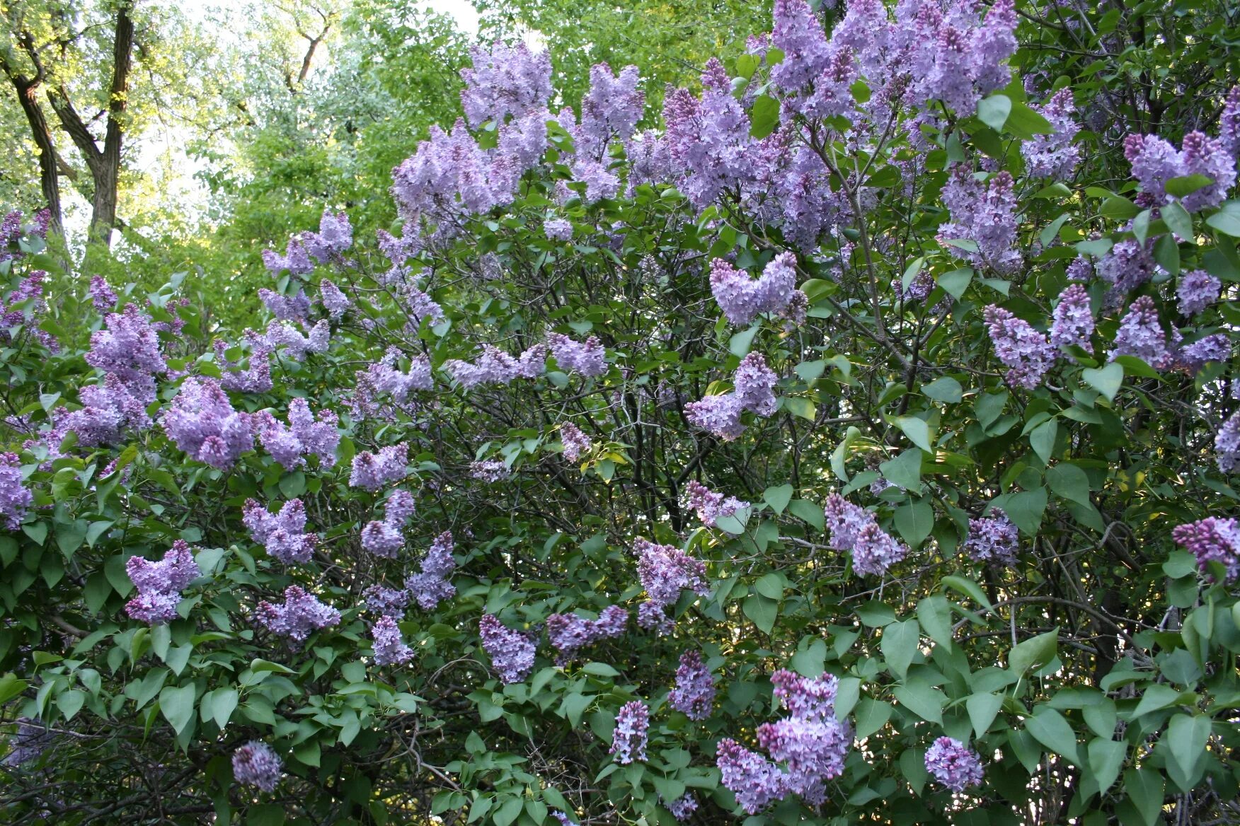 Кустарник похож