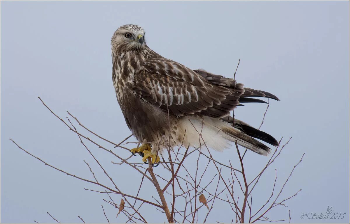 мохноногий канюк. мохноногий канюк. мохноногий канюк или зимняк. мохноногий канюк. зимняк (buteo lagopus).