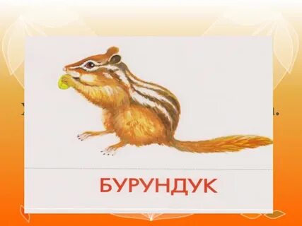 Хвостов б б