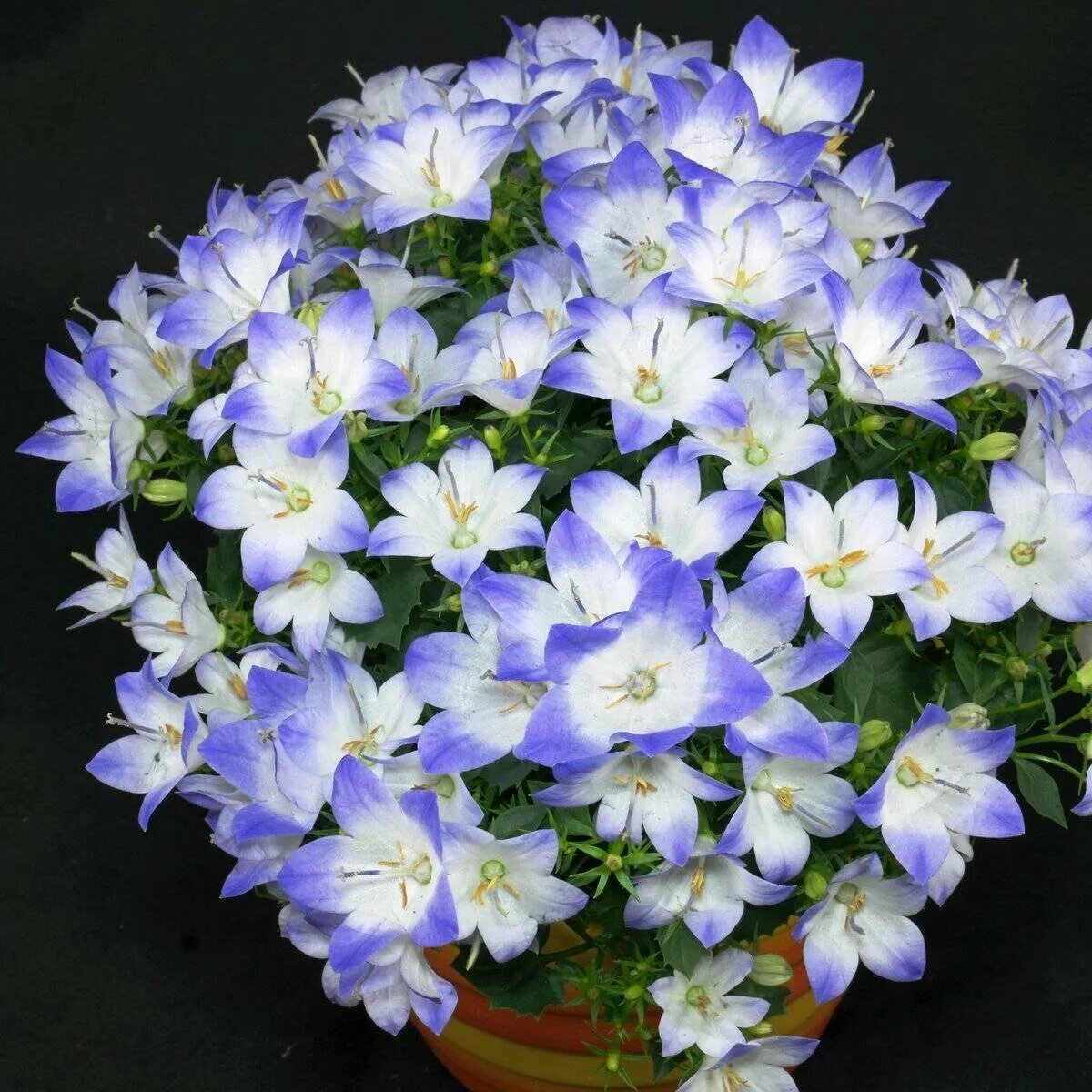 Кампанула махровая синяя. Жених и невеста. Кампанула цветок. Летняя свадебная фотосессия на природе. Колокольчик равнолистный (кампанула).