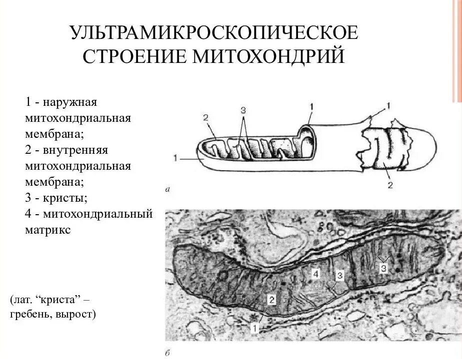 Строение внутренней мембраны митохондрии. Строение митохондрии гистология. Схема ультрамикроскопического строения митохондрии.. Схема строения митохондрии. Схема ультрамикроскопического строения митохондрии гистология.