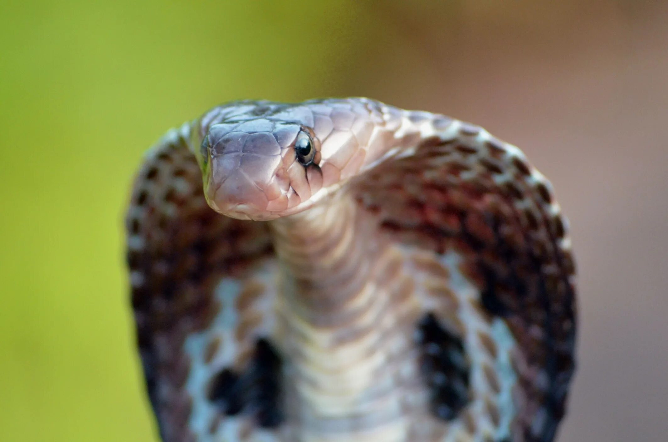 The cobra is a common poison