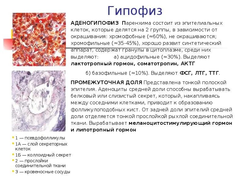 Гипофиз ткань. Гипофиз гистология хромофобные клетки. Гипофиз Тип эпителия. Ацидофильные клетки гипофиза. Доли гипофиза гистология.