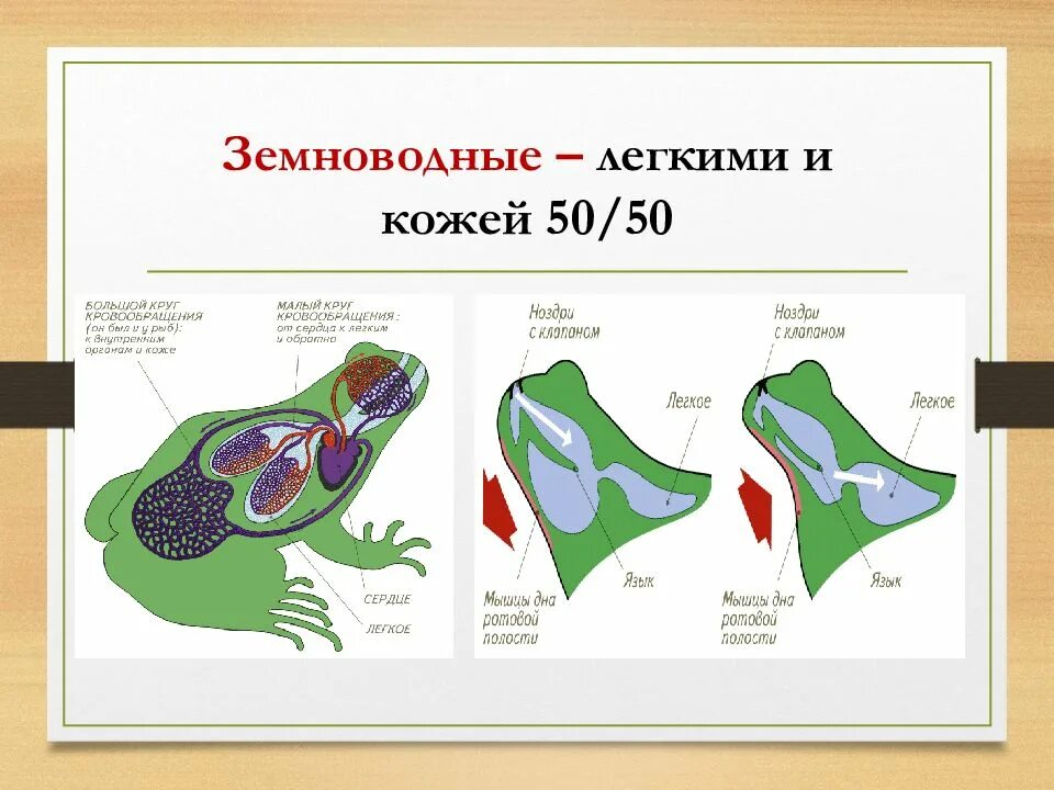 Функции дыхания у взрослых земноводных. Земноводные строение органов дыхания. Дыхательная система амфибий схема. Дыхательная система земноводных схема. Строение дыхательной системы лягушки.