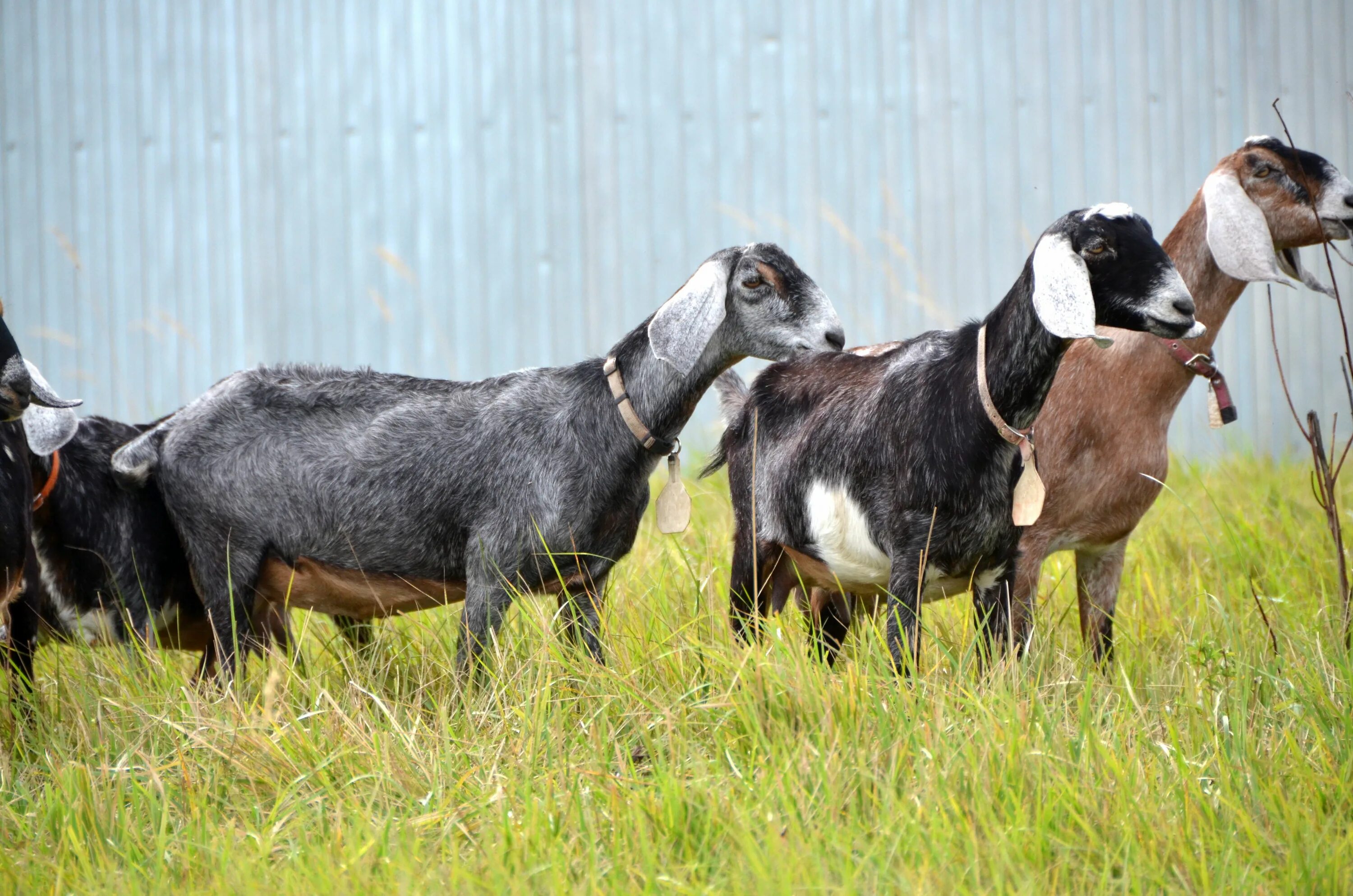ламанча порода коз. козы дающие много молока. тоггенбургская порода коз. коза для молока. мясомолочная порода коз.
