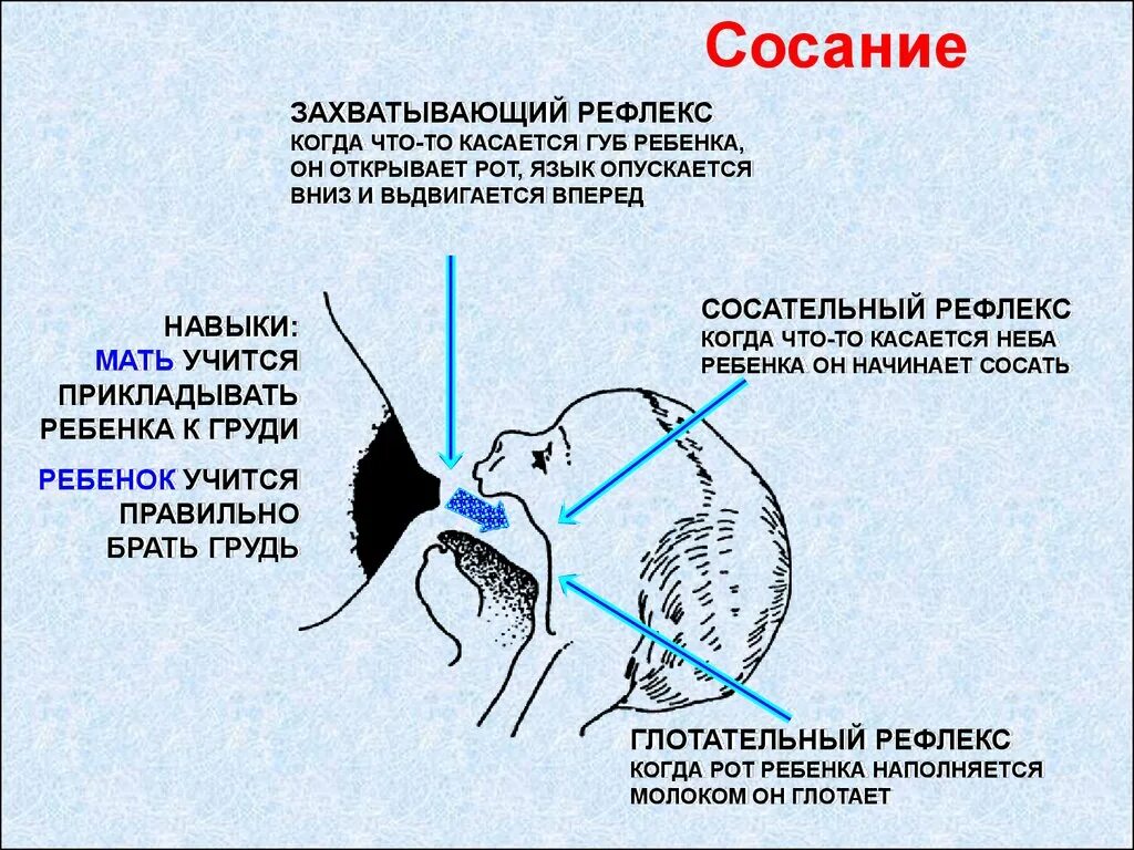 Рефлекс сосания. Физиологический механизм сосательного рефлекса. Сосание безусловный рефлекс. Безусловные рефлексы сосательный рефлекс. Сосательный рефлекс схема.