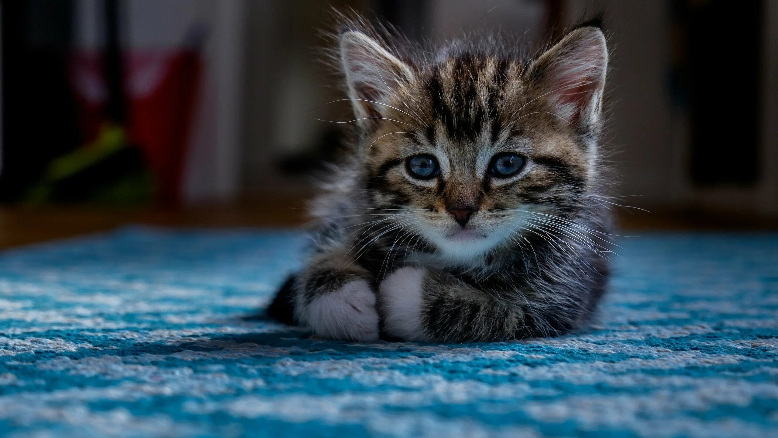 Красивые котята. Кошки маленькие красивые. Маленький котенок. Котята милашки. Кошка красивая маленькая