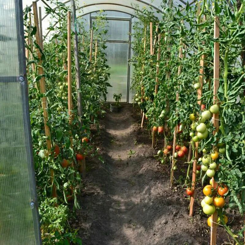 Сколько растут томаты. Помидоры в теплице. Помидоры в теплице из поликарбоната. Теплица с помидорами. Парник для помидоров.