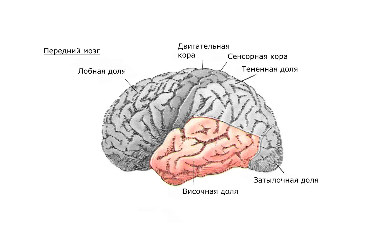 Какая зона в височной доле. Строение височной доли мозга человека. Функции височной доли головного мозга. Лобная теменная височная затылочная доли.