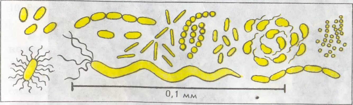 Размер клетки бактерии. Форма и Размеры бактериальных клеток. Размер бактериальных бактерий. Бактериальная клетка диаметр. Передвижение бактерий