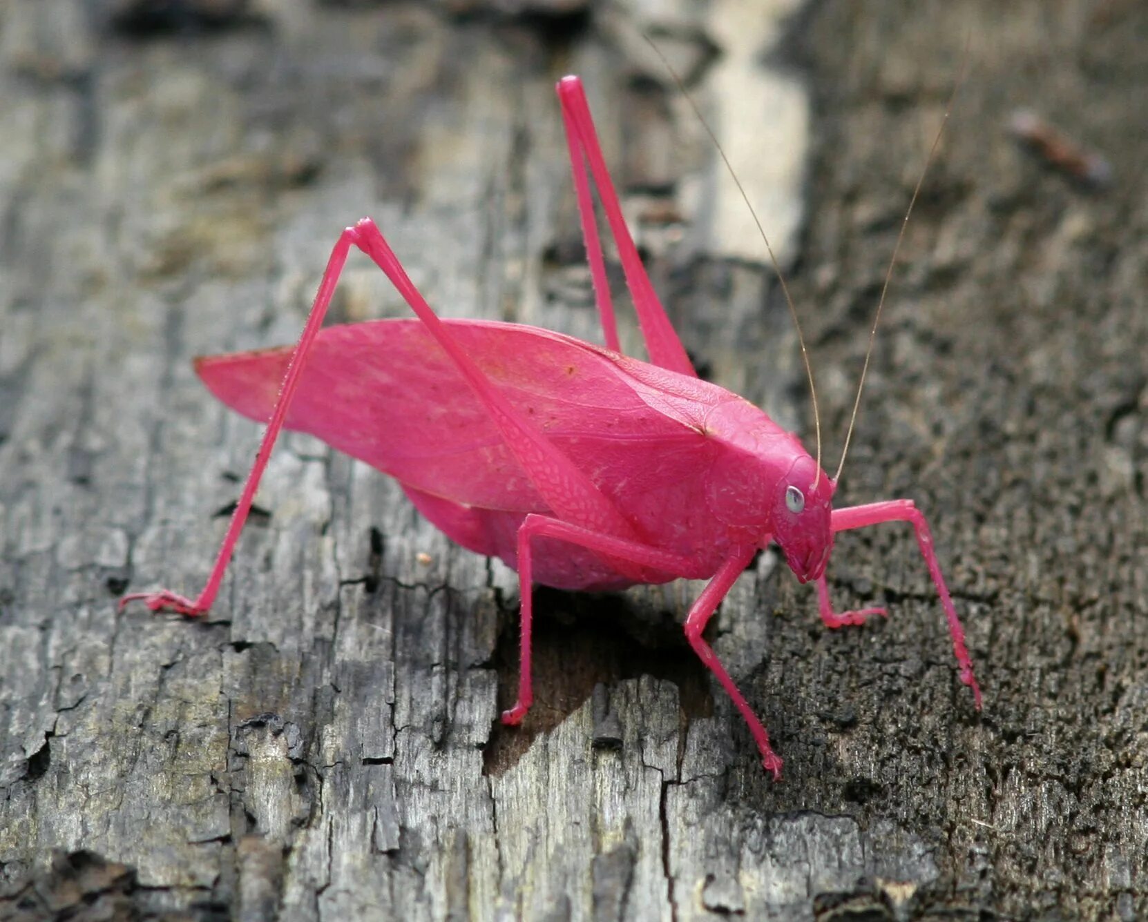 Кузнечик амбликорифа. Кузнечик амбликорифа (Amblycorypha oblongifolia). Богомол альбинос. Иглистый дьявол кузнечик.