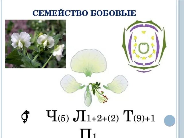 Диаграмма цветка бобовых. Формула цветка ч5л1+2+2т9+1п1. Формула цветка растений семейства бобовые. Формула семейства бобовых.