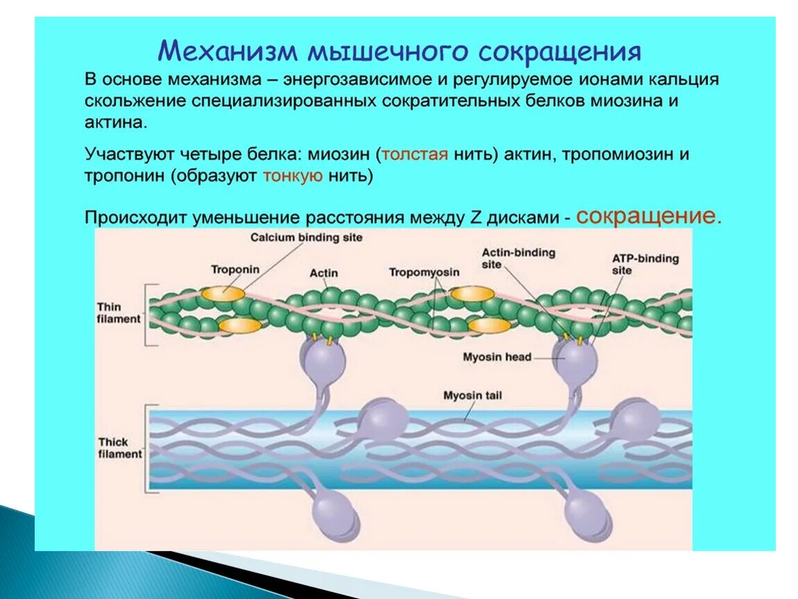 Нарушение мышечного сокращения. Виды мышечных сокращений. Типы сокращения мышечных волокон. Механизм сокращения мышечного волокна. Механизм мышечного сокращения роль ионов кальция.