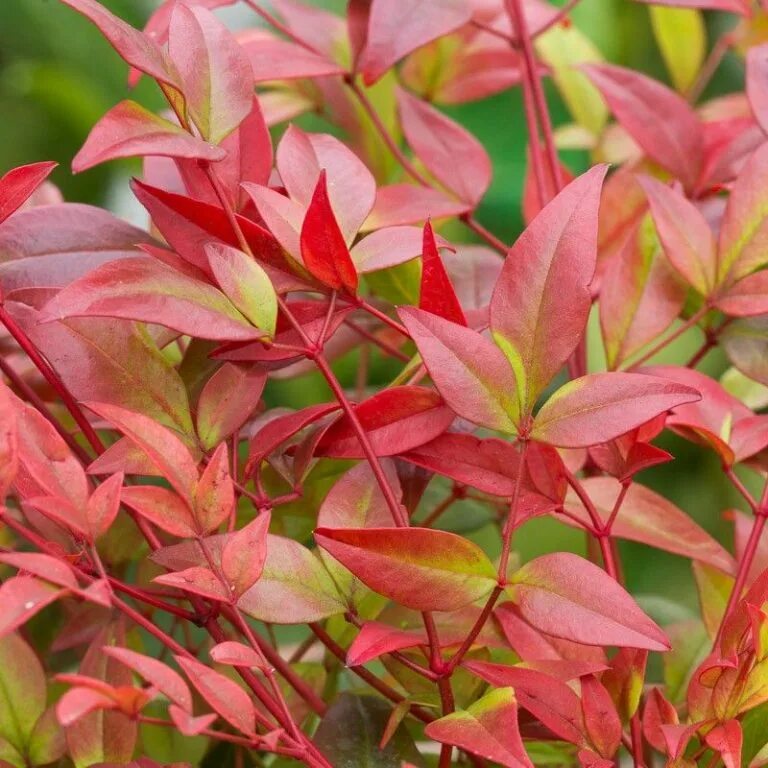 Нандина Барбарисовая. Nandina domestica. Нандина обыкновенная. Нандина гибридная Fire Power.