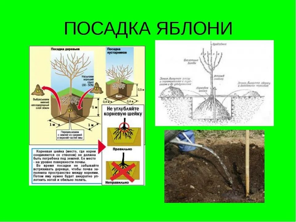 Как сажать яблоню весной