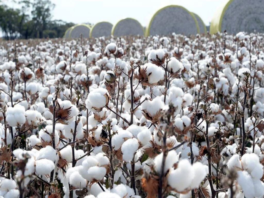 Cotton cultivation. Хлопчатник Техаса. Семена хлопчатника. Росток хлопчатника. Правило хлопка