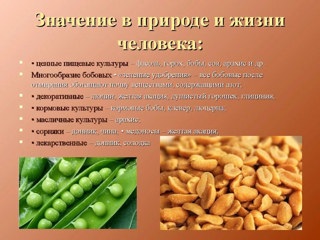 Фасоль пищевая ценность. Значение бобовых в жизни человека. Значение семейства бобовых в жизни человека. Значение растений семейства бобовые. Значение бобовых в природе.