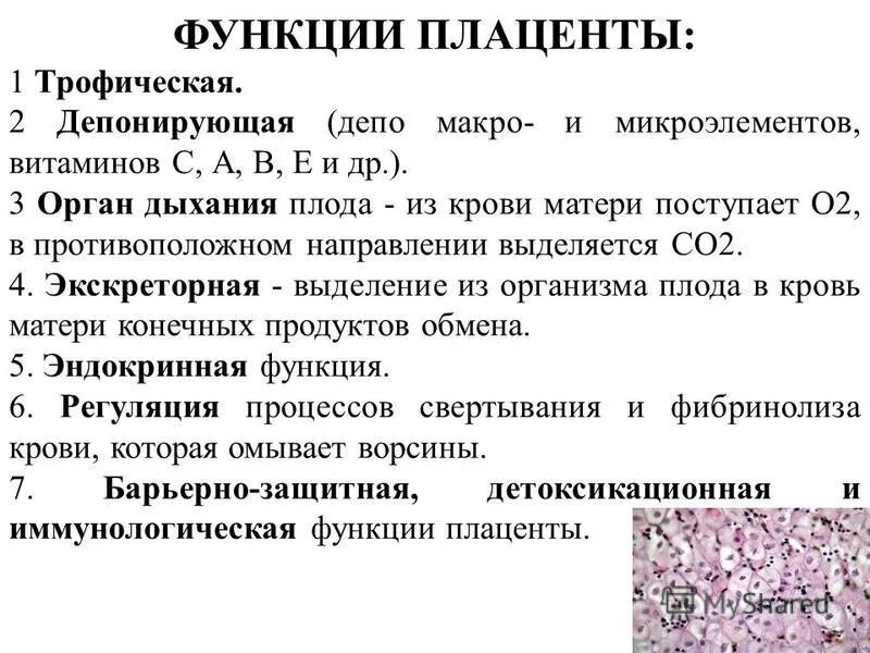 Плацента выполняет функции. Строение и основные функции плаценты. перечислите основные функции плаценты. формирование плаценты, ее строение и функции. особенности строения плаценты.