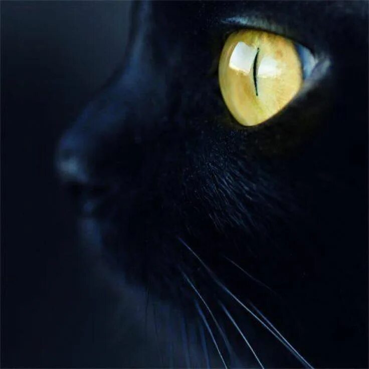 Black cat eye. Глаза кошки. Черный кот с желтыми глазами. Кошачий глаз. Кошачий глаз в профиль.