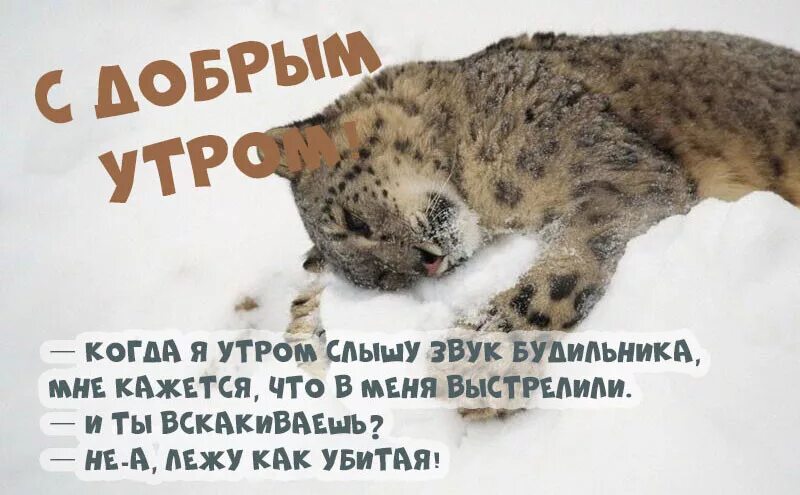 Доброе утро понедельника зима прикольные. Доброе Снежное утро понедельника. Доброе зимнее утро понедельника. Утро понедельник зима