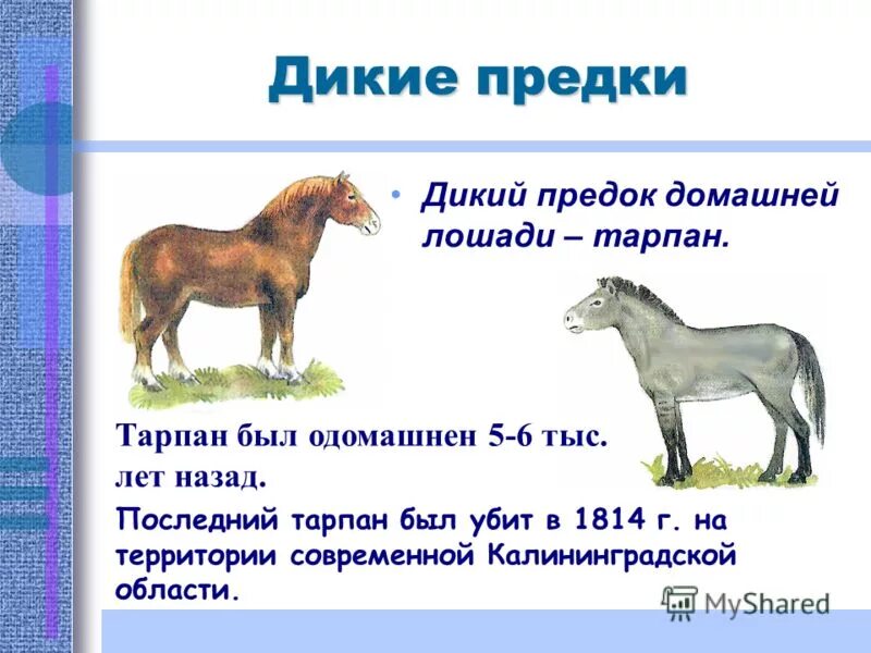 дика на пример