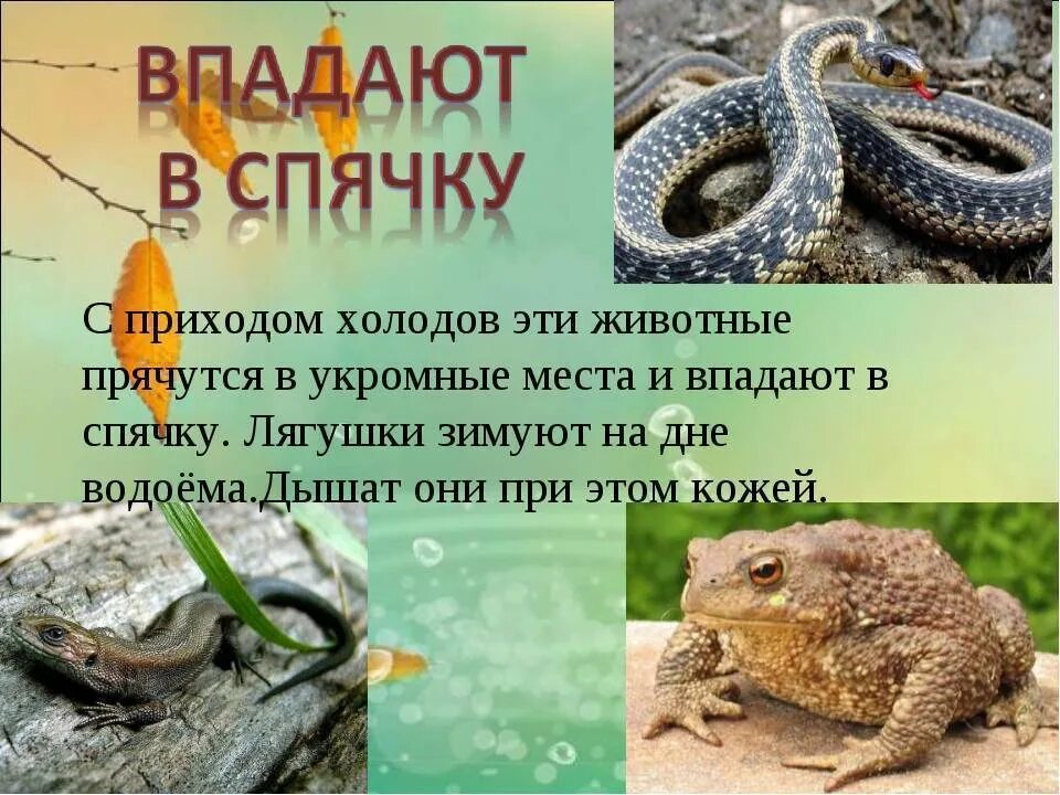 Небольшие животное впадающее в спячку зимой. Животные которые впадают в спячку. животные которые впадают в спячку зимой. лягушки впадают в спячку зимой. как лягушки впадают в спячку зимой.