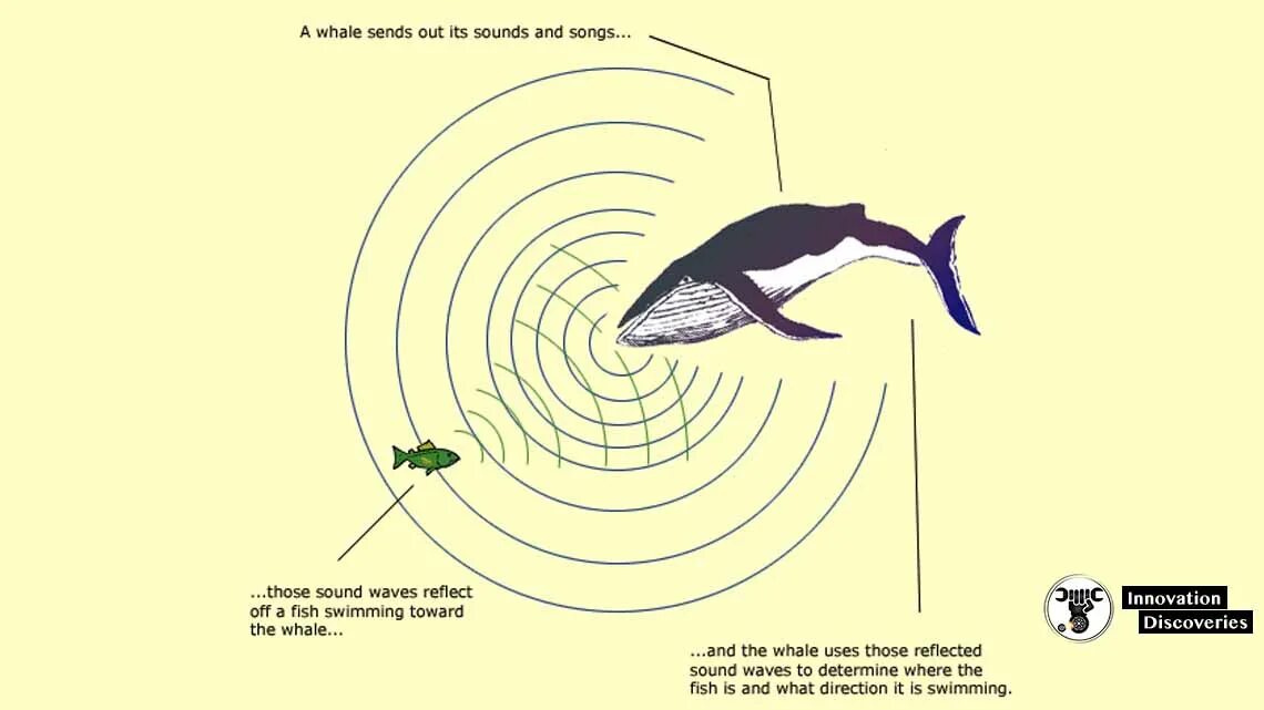 Эхолокация китообразных. Эхолокация дельфинов схема. Эхолокация китов. Эхолокация у животных. Инфразвук дельфины