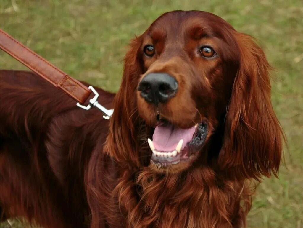 Ирландский сеттер. Ирландский красный сеттер. Ирландский сеттер (Irish Setter). Ирландский сеттер золотистый. Irish setter