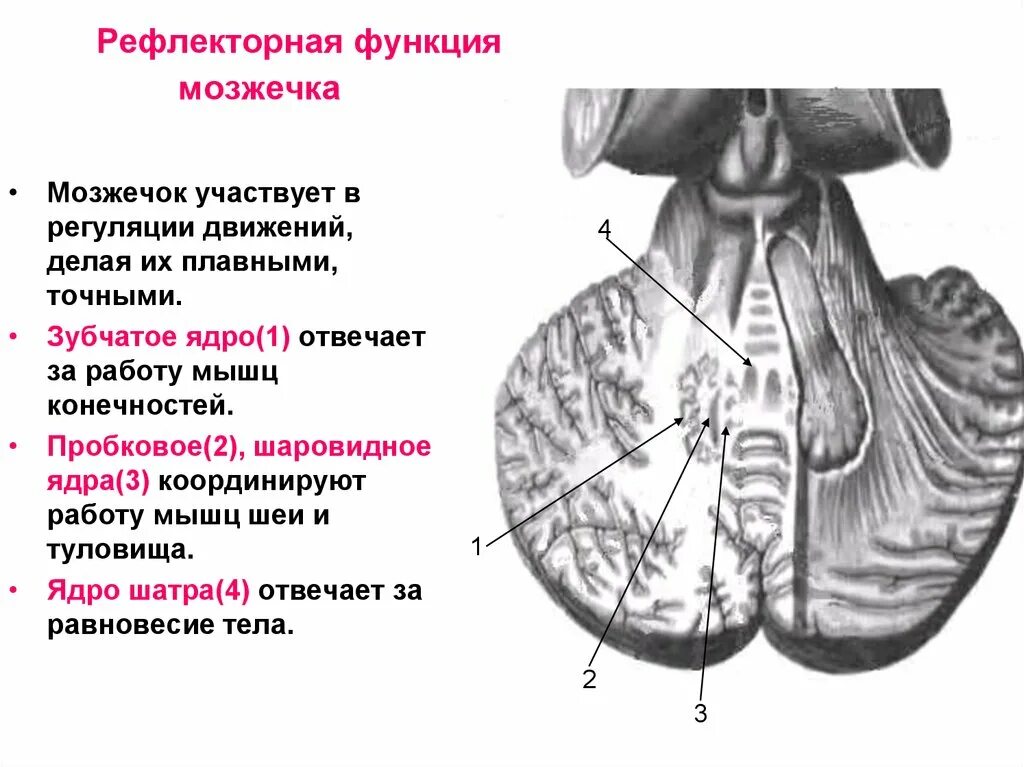 Зубчатое ядро мозжечка. Рефлекторная функция мозжечка. Рефлексы мозжечка в головном мозге. Зубчатое ядро мозжечка функции.