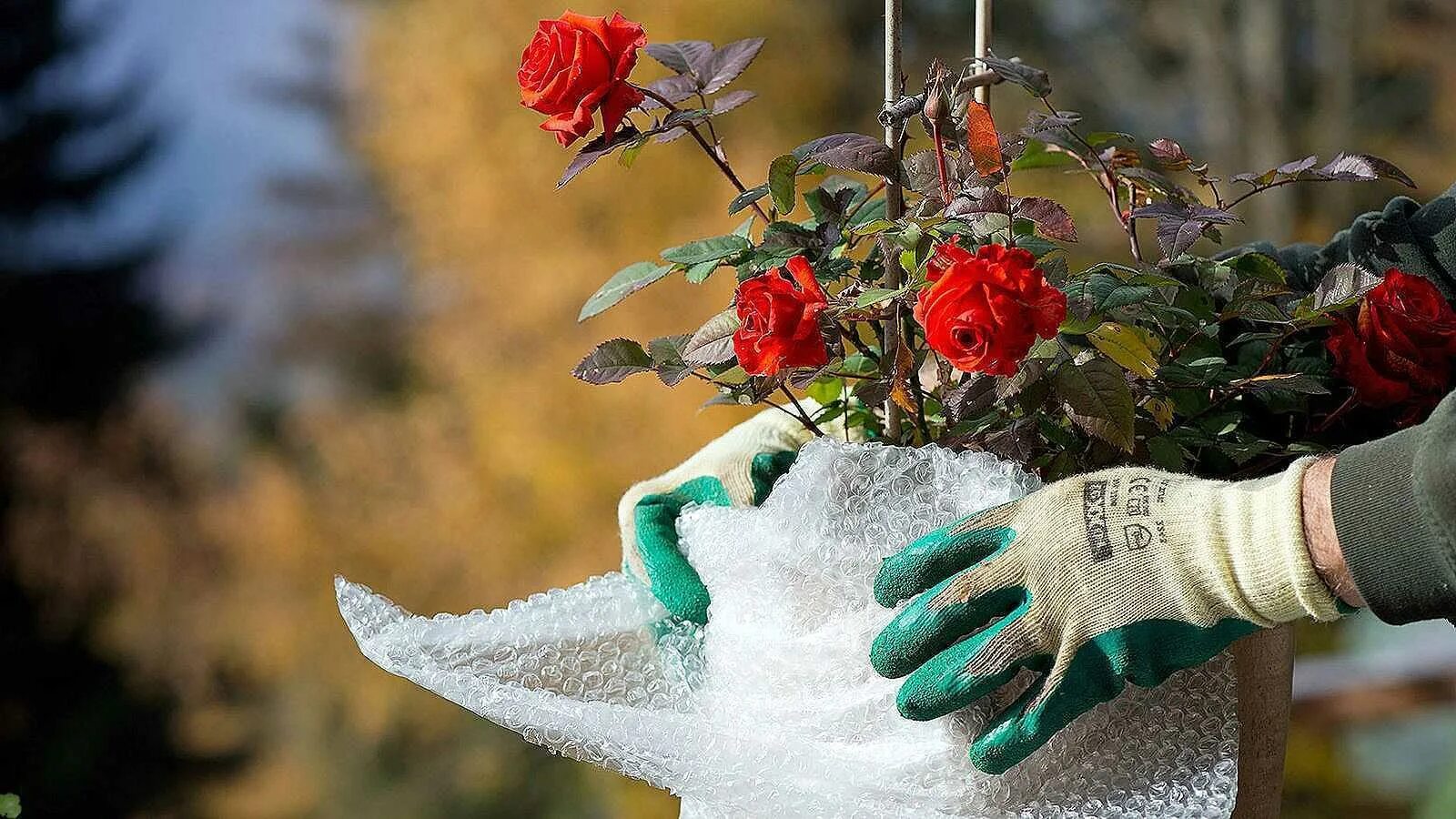 Подготовка роз к зиме. Подготавливаем розы к зиме. Розы в саду. Укрытие роз на зиму.