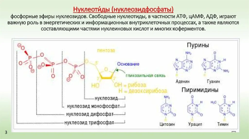 Классификация нуклеотидов биохимия. Полифосфаты нуклеозидов. Строение нуклеотидов биохимия. Формулы нуклеозидмонофосфатов.