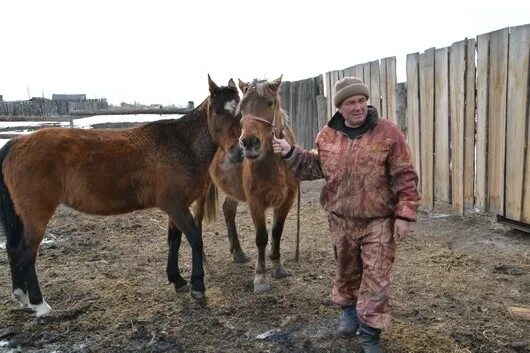 Продажа лошадей иркутский