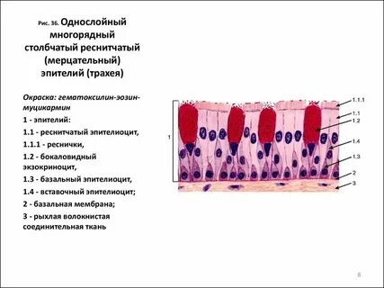 Не существует эпителий железистый мерцательный хрящевой плоский