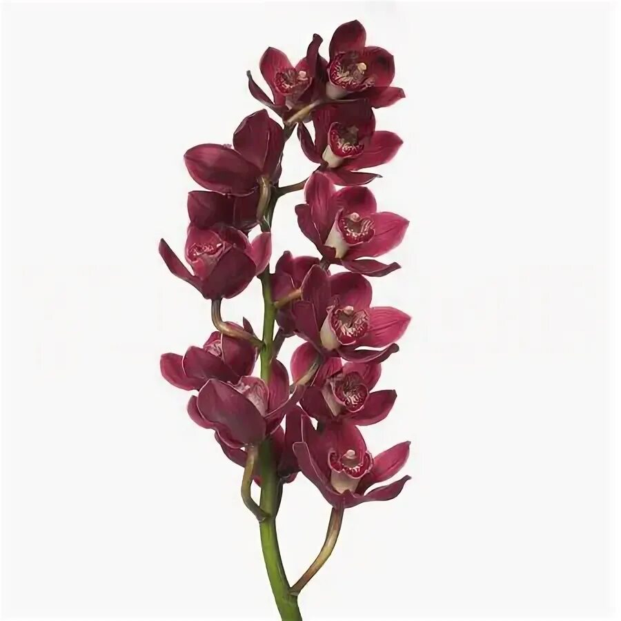 Орхидея вулкан фото Орхидея фаленопсис Volcano (Вулкан) купить в Москве, цена 1 350 руб., продано
