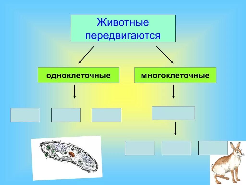 2 одноклеточных животных и 2 многоклеточных