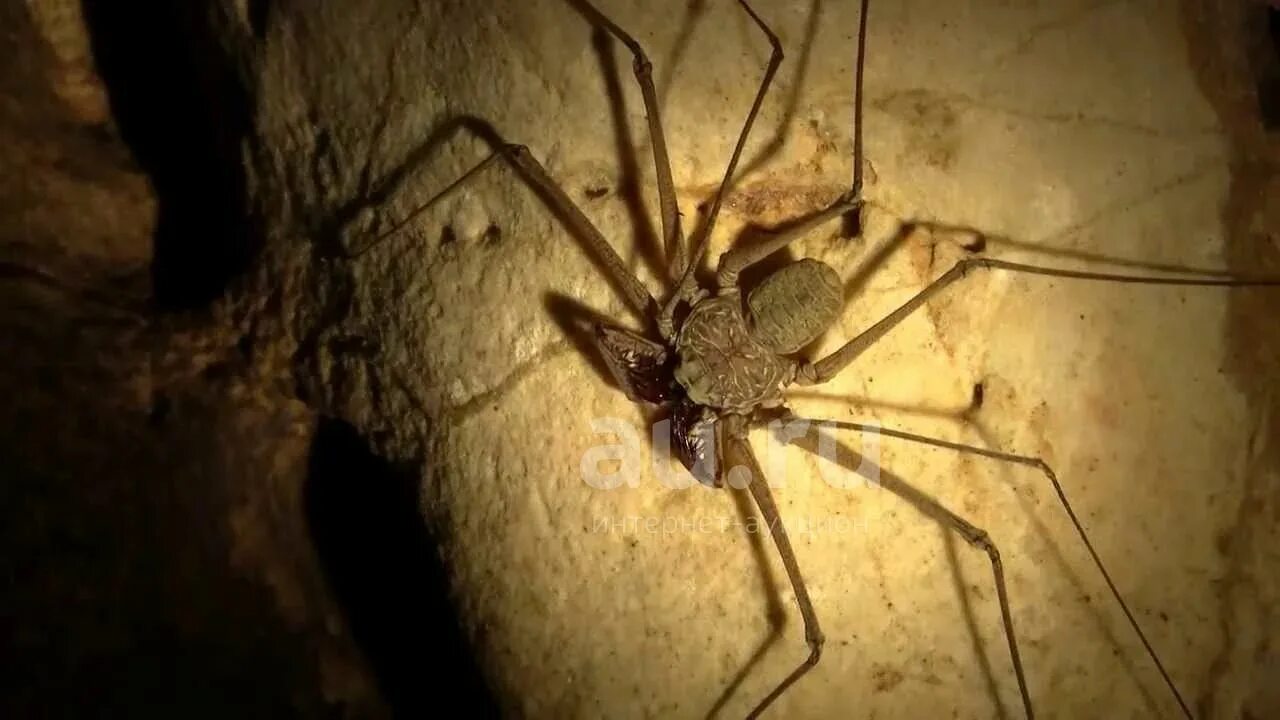 Enoploctenus Wikipedia