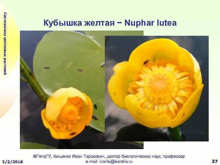 Кубышка (Nuphar). Кубышка желтая (Nuphar lutea). Кубышка желтая Nuphar luteum (l.) Smith. Кубышка желтая формула цветка. Кубышка характеристика