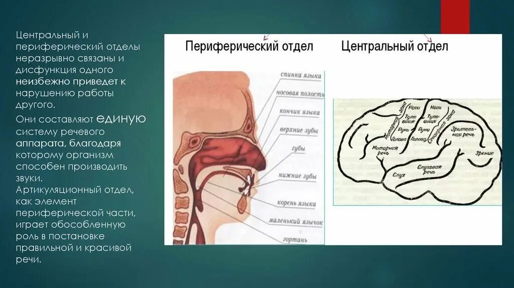 Строение речевого аппарата таблица. Строение центрального и периферического речевого аппарата. строение речевого аппарата центральный и периферический отделы. строение артикуляционного отдела периферического речевого аппарата.