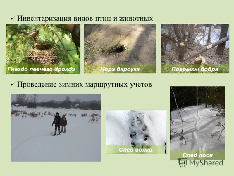 Способы и виды учета численности мелких млекопитающих. Виды учета животных. Маршрутный метод учета птиц. Виды учета животных. Идентификация домашних животных.