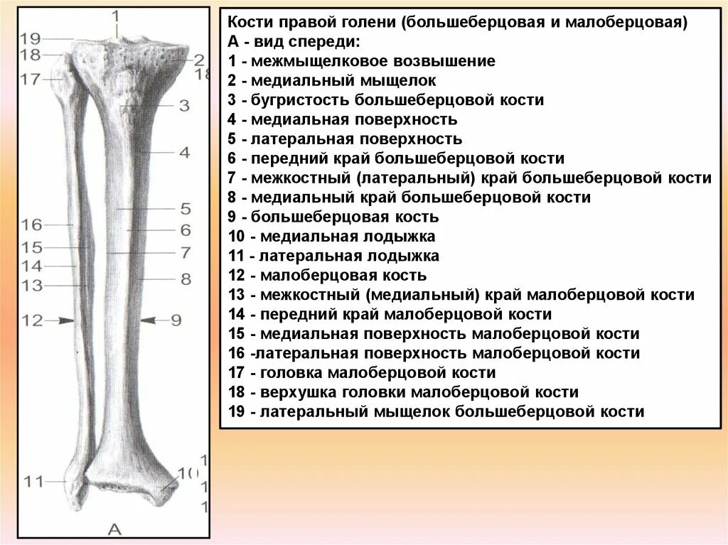 Мыщелок большой берцовой. Медиальный бугорок большеберцовой кости. Строение большеберцовой кости. Строение берцовой кости. Малая берцовая кость.