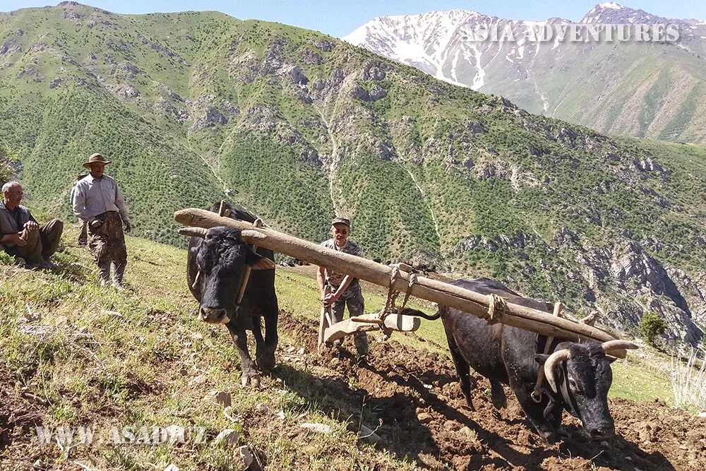 Кишлак Гилан в Узбекистане. Кишлак Гелон в Узбекистане. Горный кишлак Узбекистан. Кишлак Гиллан в Узбекистане.