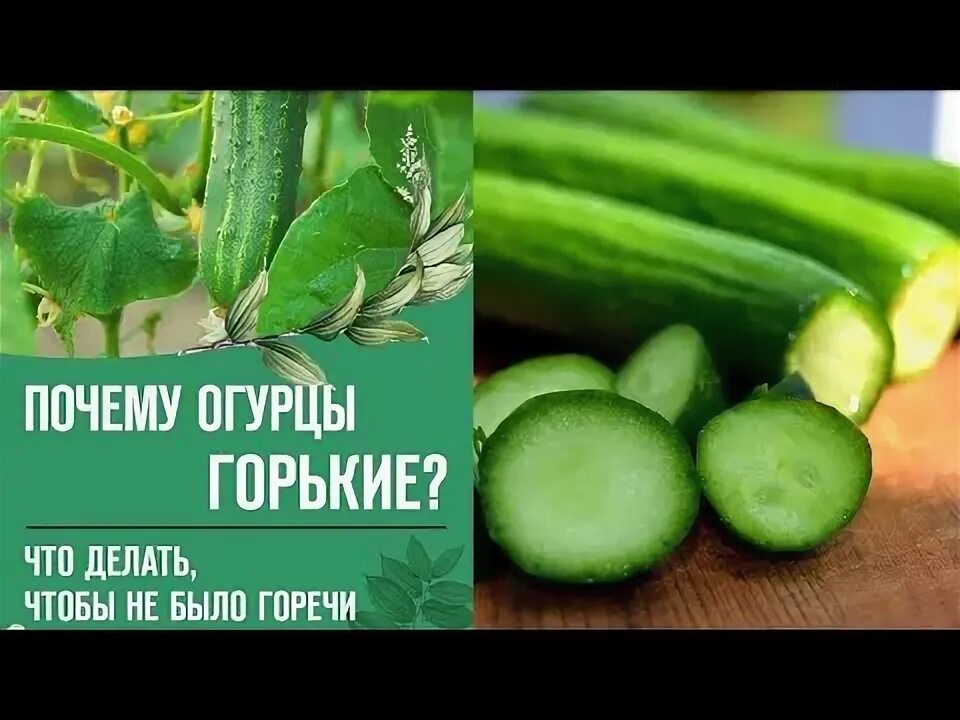 Почему горькие листья. Огурцы горчат причина. горький огурец. почему огурцы горькие. что делать с горькими огурцами.