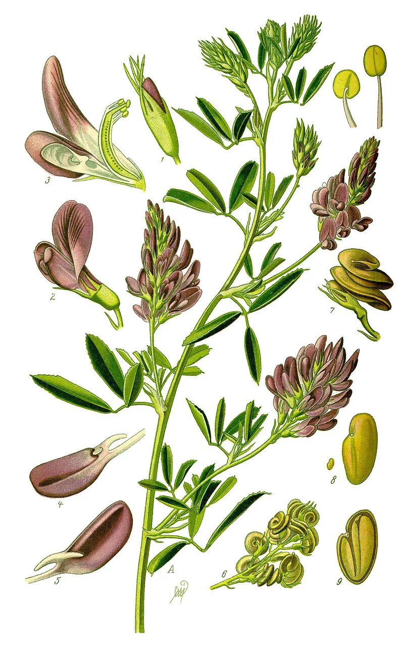 Люцерна что это такое. Люцерна посевная medicago sativa. люцерна бобовые. люцерна ботаника. карликовая люцерна.