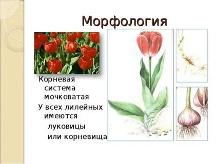 Биология 7 класс класс однодольные семейство лилейные