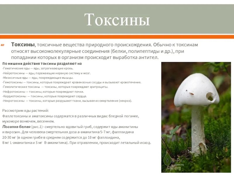 Гниение белков. Белок токсичен. Выведение из организма конечных продуктов распада белков. Белок токсичен. Токсины примеры белков.