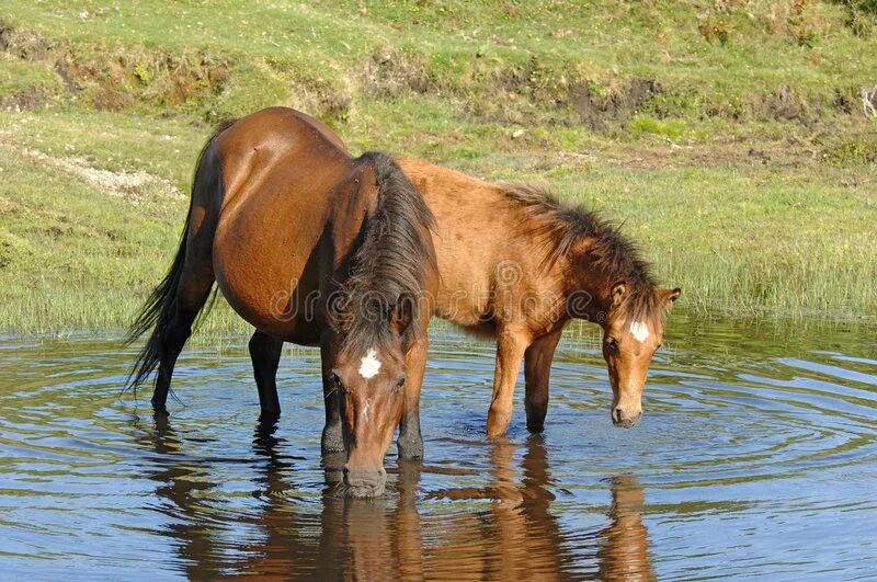 Кобыла в водоёмах. Лошадь у водоема. Лошадь пьет воду из реки. Лошадь пьет из озера. Конь пьет воду