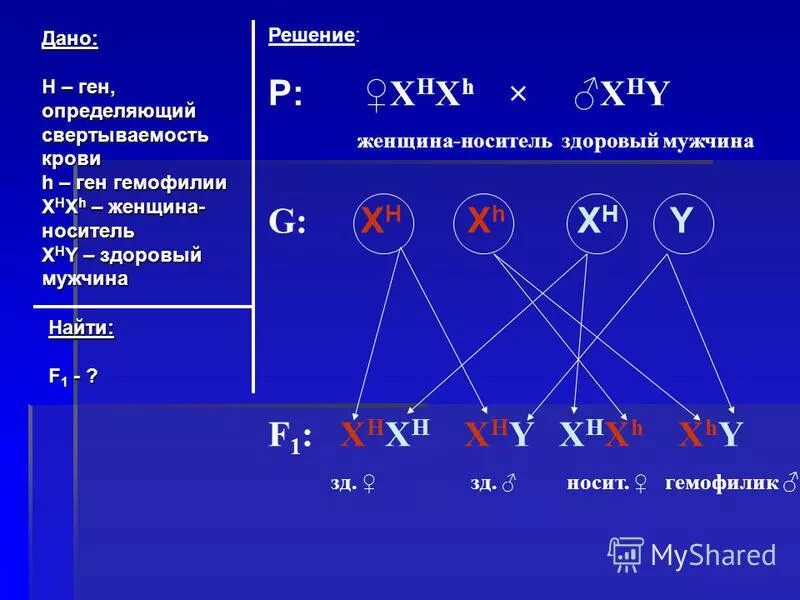 Генотип женщины носительницы гемофилии