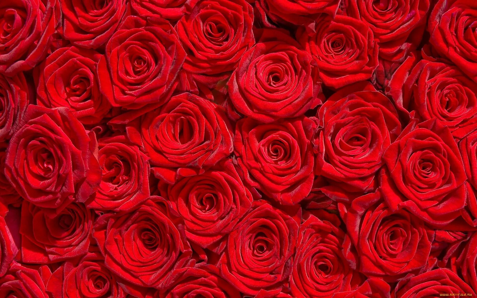 Розы. Картинки на рабочий стол розы. Красный цветок. Цветы розы красные.