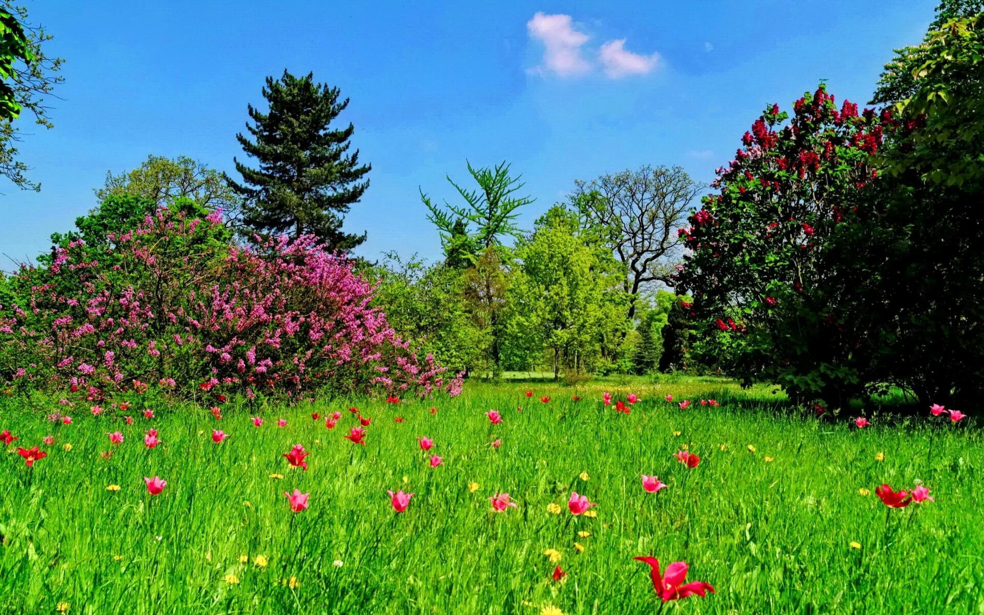 Летняя природа. Поляна цветов. Поляна с цветами. Лужайка с цветами. Natural spring