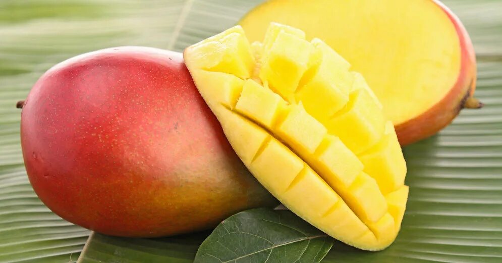 Манго иноземцева. Манго плод. Экзотические фрукты манго. Манго зеленый фрукт. Манго фрукт дерево.